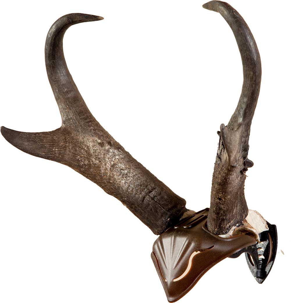 Skull Hooker - Skull Cap - Small/Medium Game Wall Mount - Brown